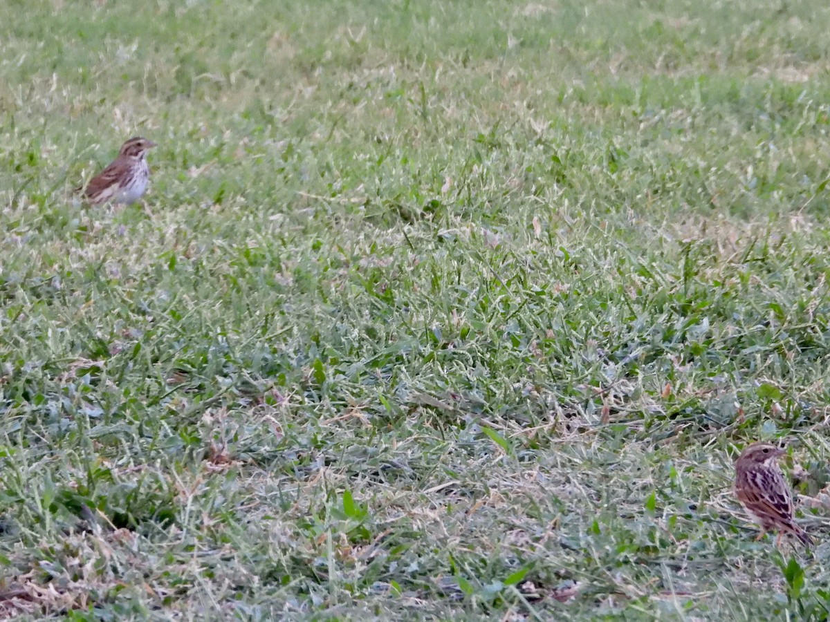 Savannah Sparrow - ML643215557