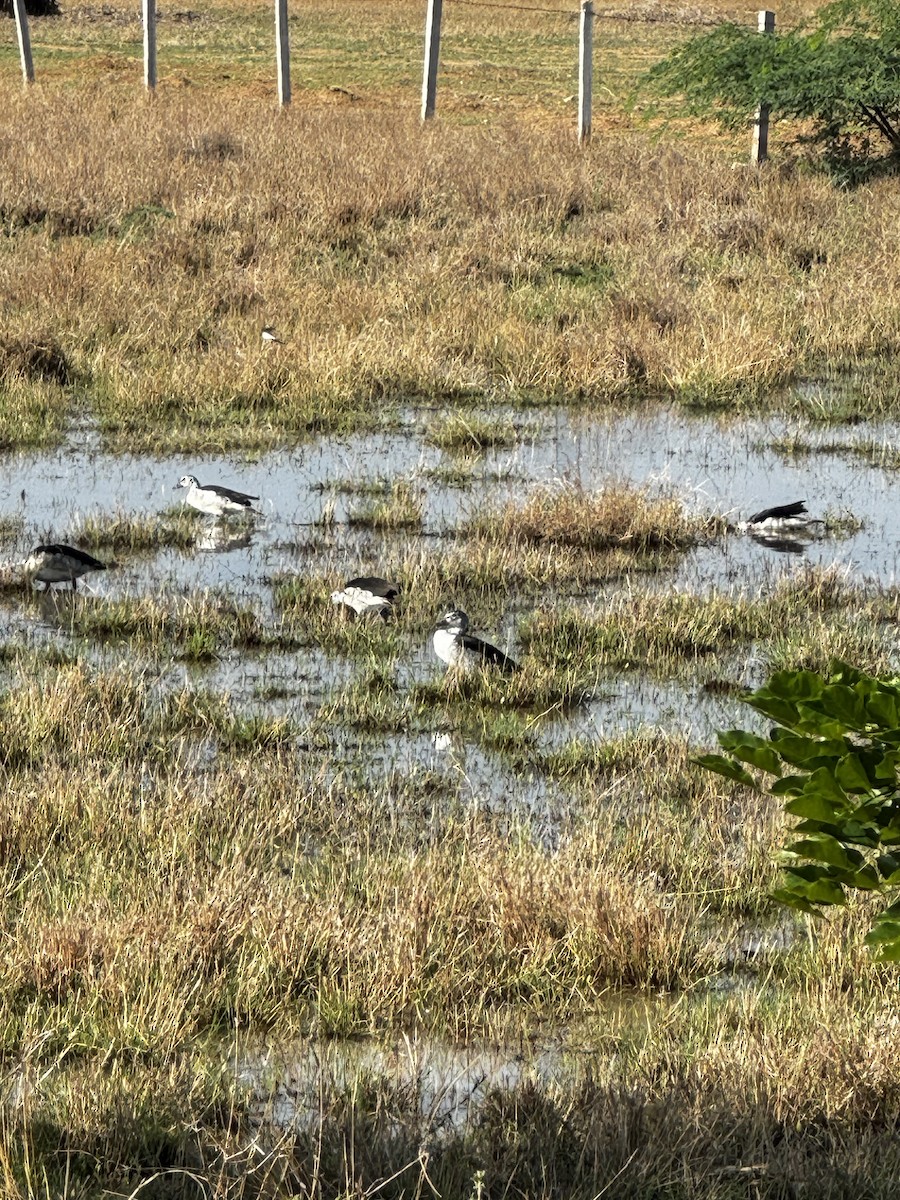 pižmovka hřebenatá - ML643215558