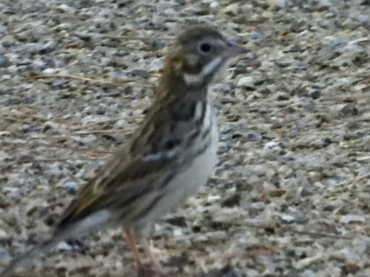 Vesper Sparrow - ML643215562