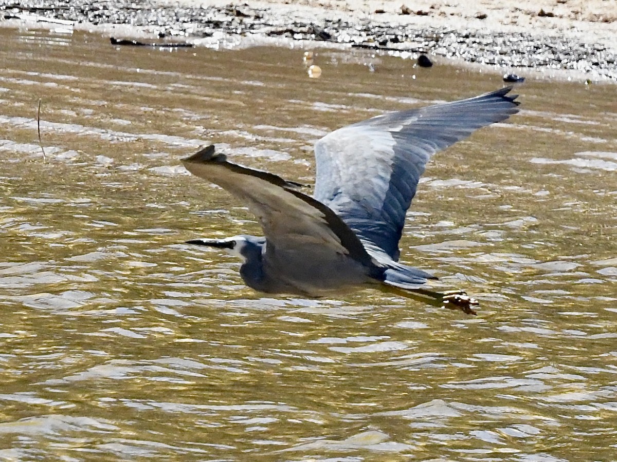 White-faced Heron - ML643215565