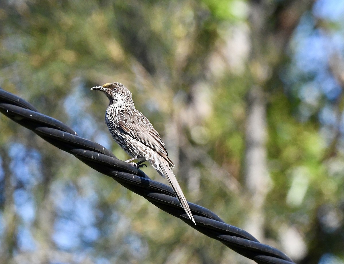 Little Wattlebird - ML643215581