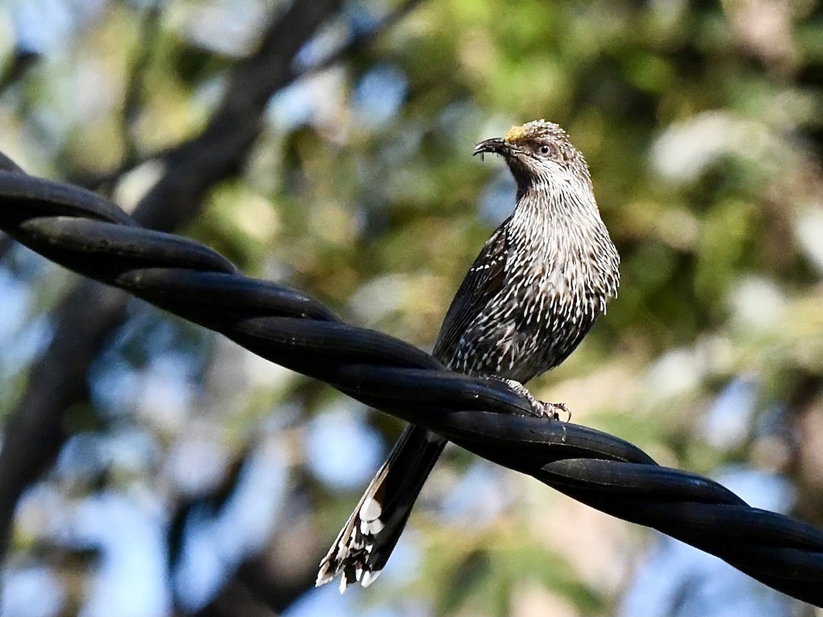 Little Wattlebird - ML643215582