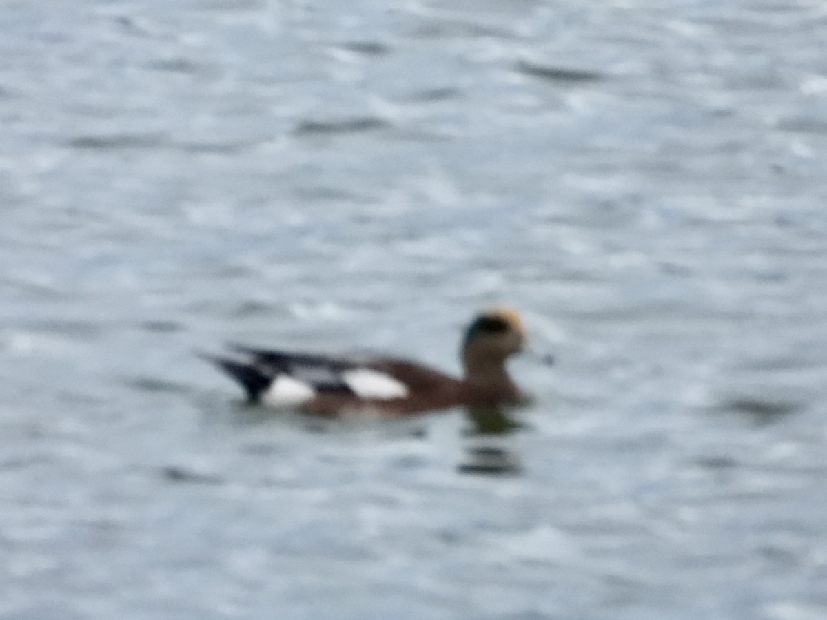 American Wigeon - ML643215595