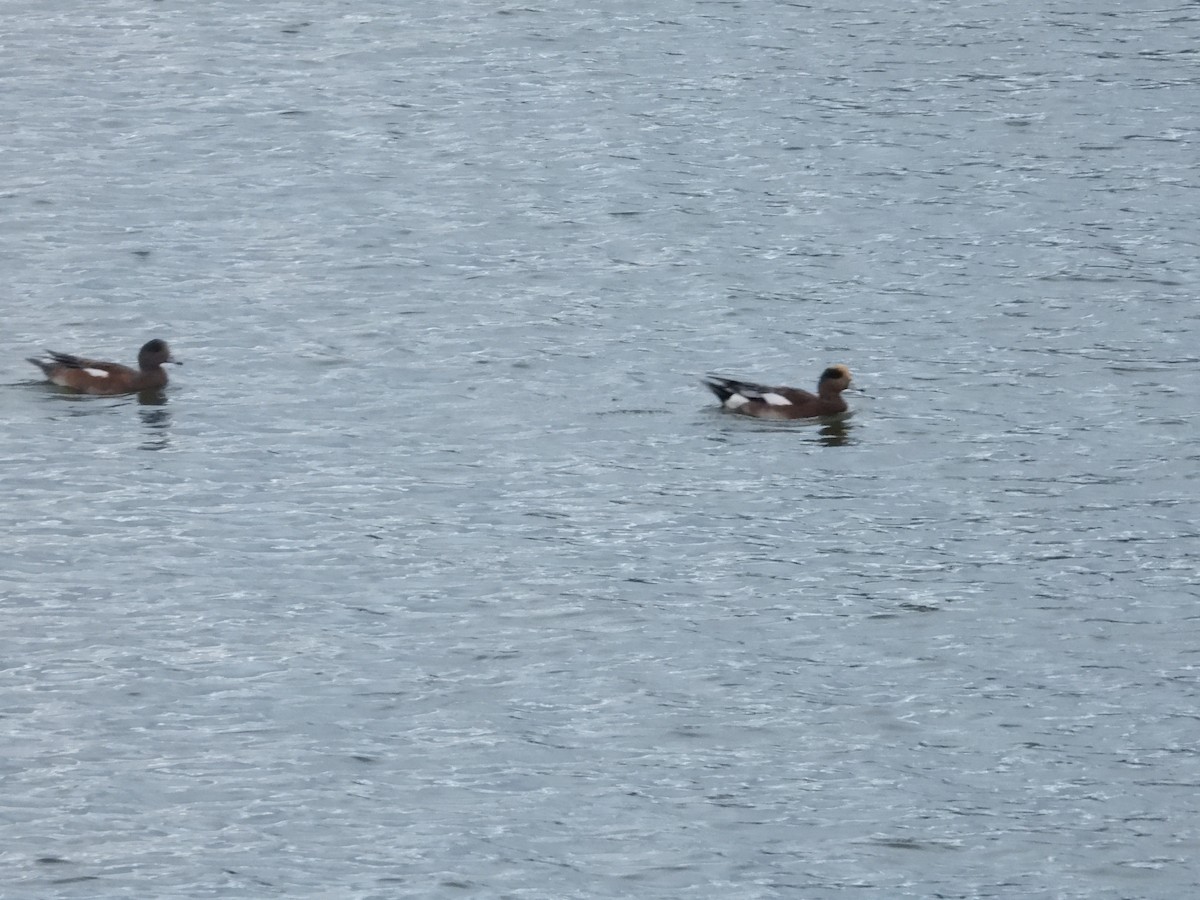 American Wigeon - ML643215596