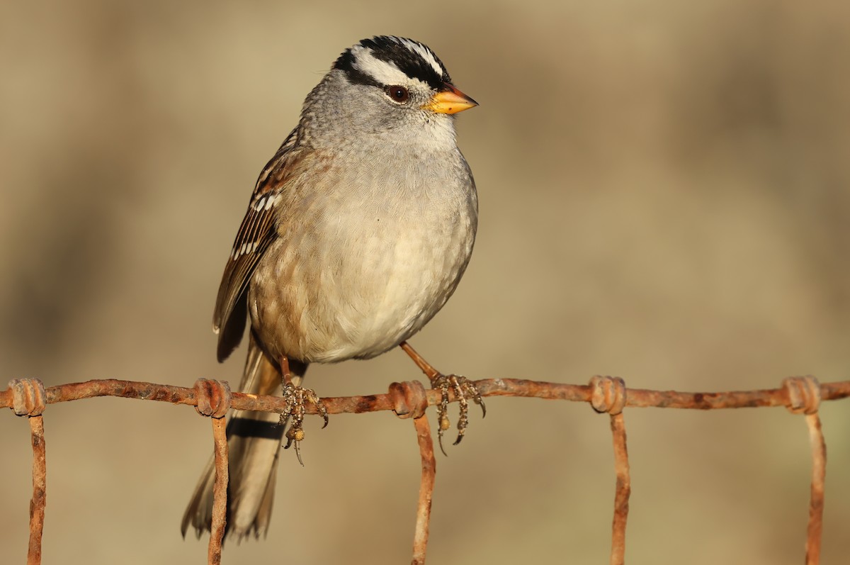 White-crowned Sparrow - ML643215597