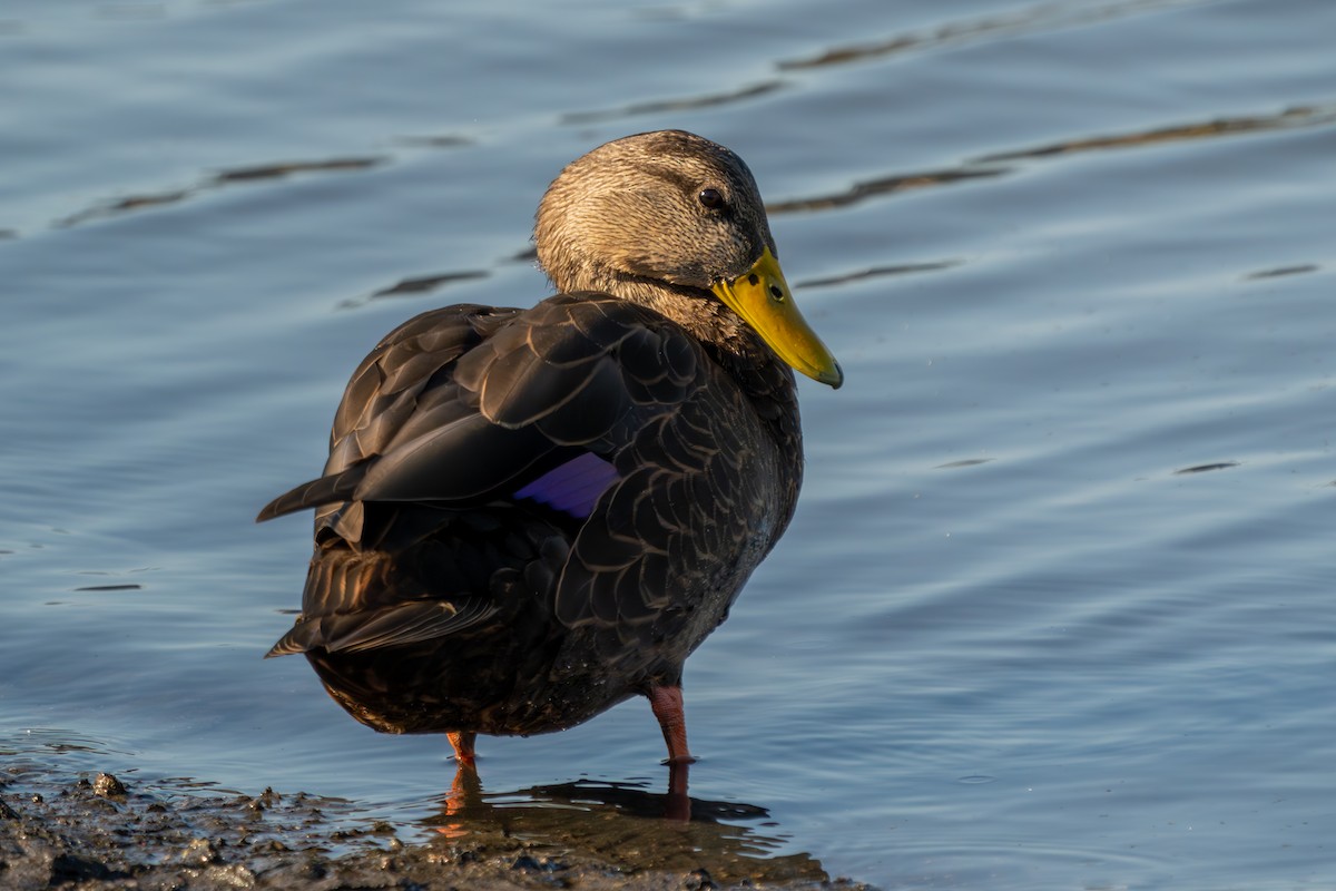 American Black Duck - ML643215600