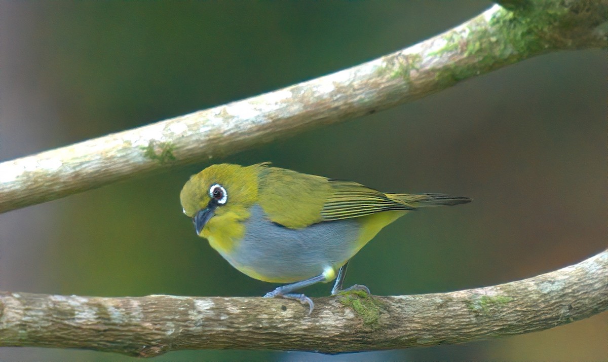 Hume's White-eye - ML643215622