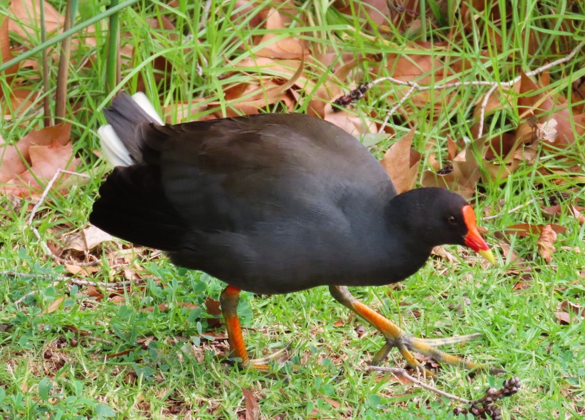 Dusky Moorhen - ML643215628