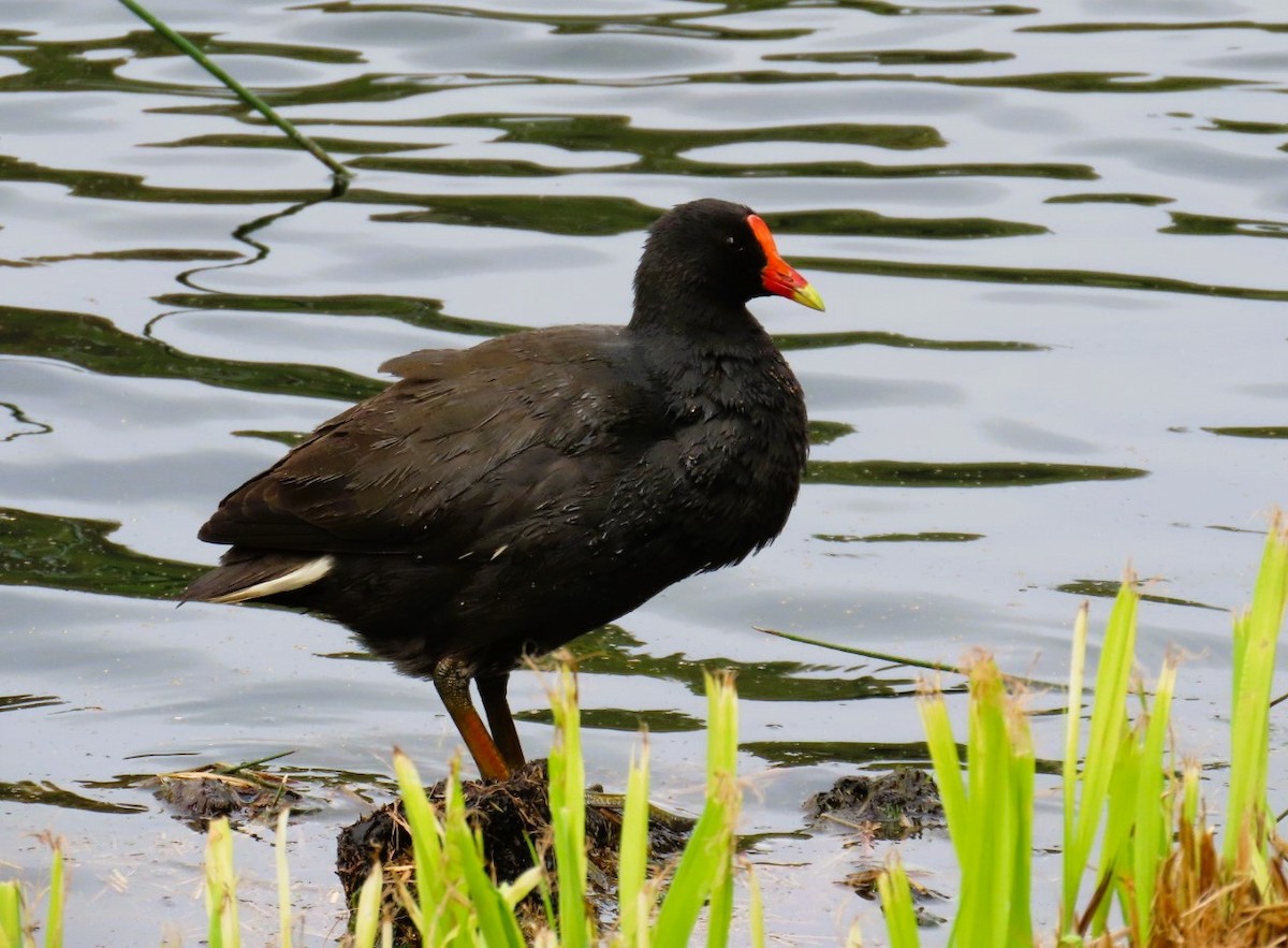 Dusky Moorhen - ML643215632