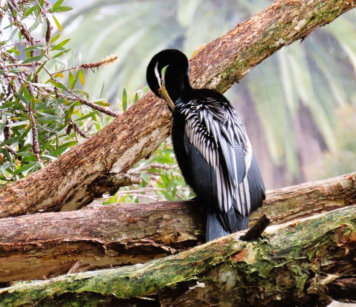 Australasian Darter - ML643215660