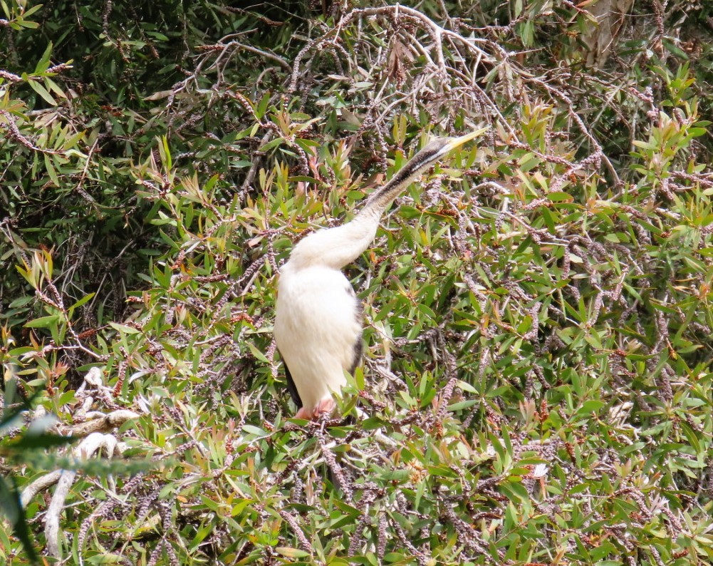 Australasian Darter - ML643215661