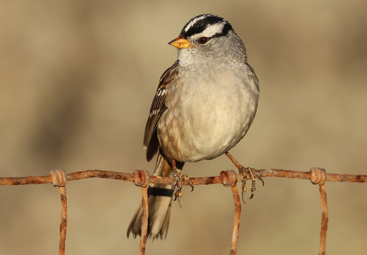 White-crowned Sparrow - ML643215671