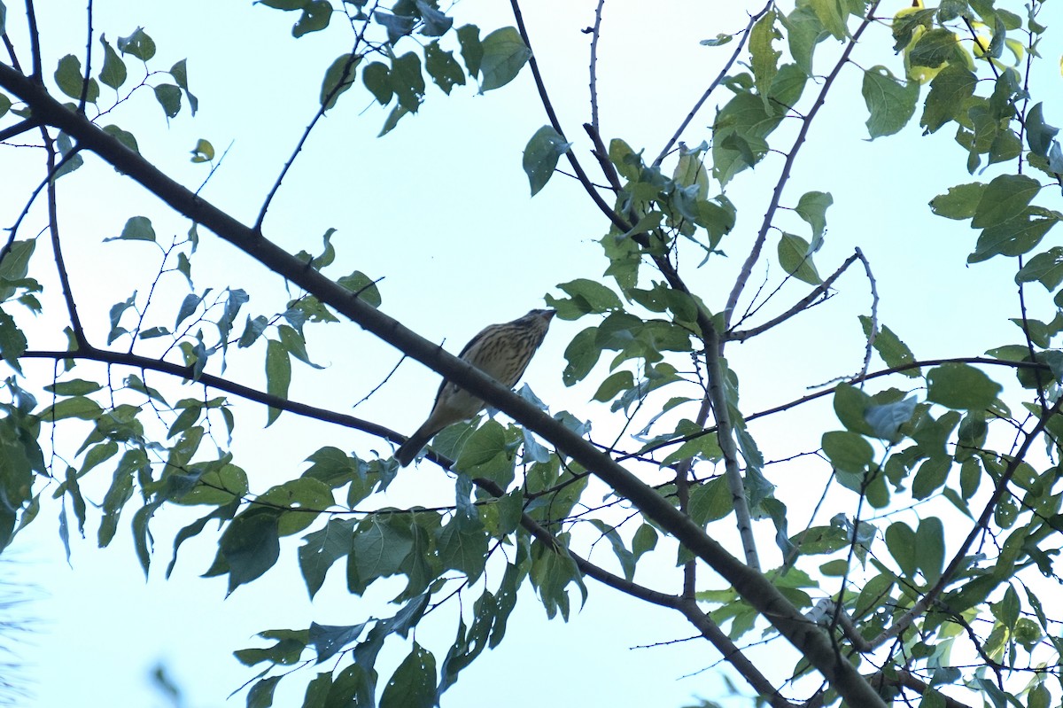 Rose-breasted Grosbeak - ML643215672