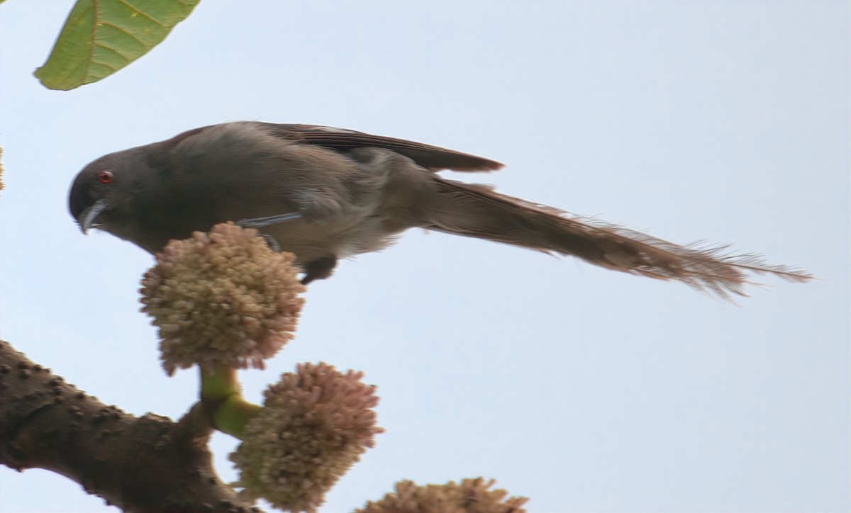 Long-tailed Sibia - ML643215678