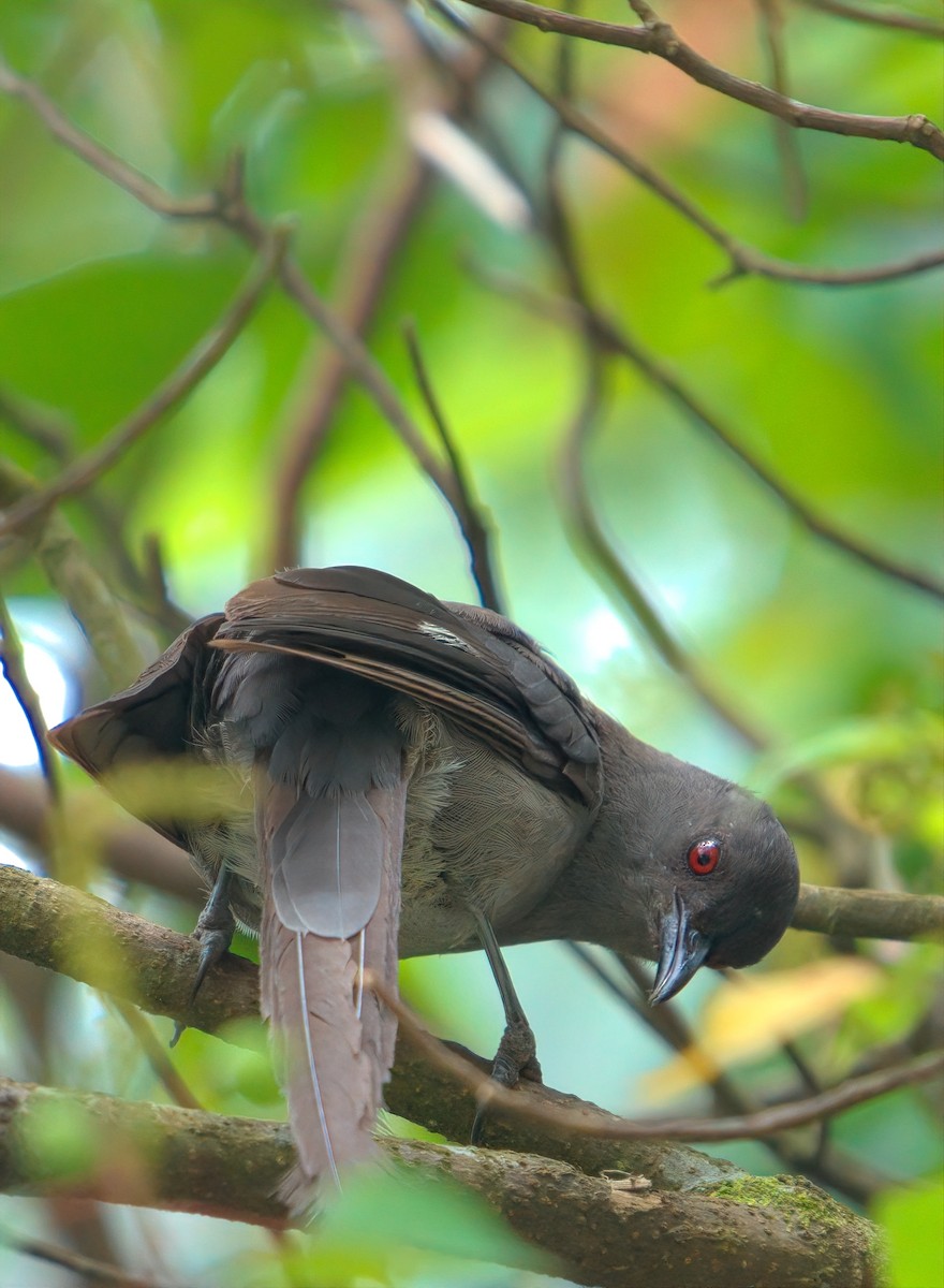 Long-tailed Sibia - ML643215679