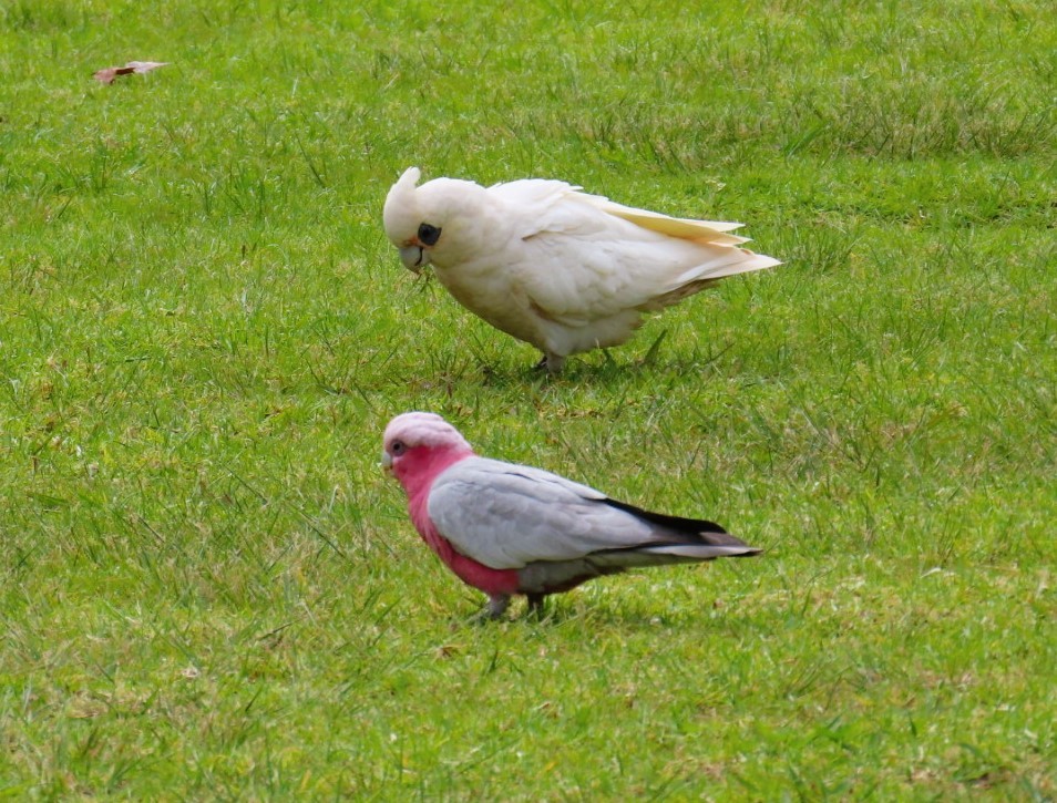 Galah - ML643215683
