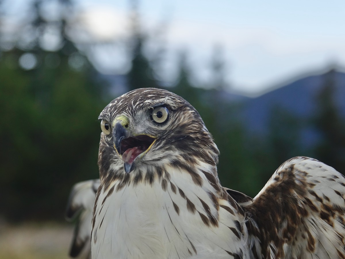 Red-tailed Hawk - ML643215685