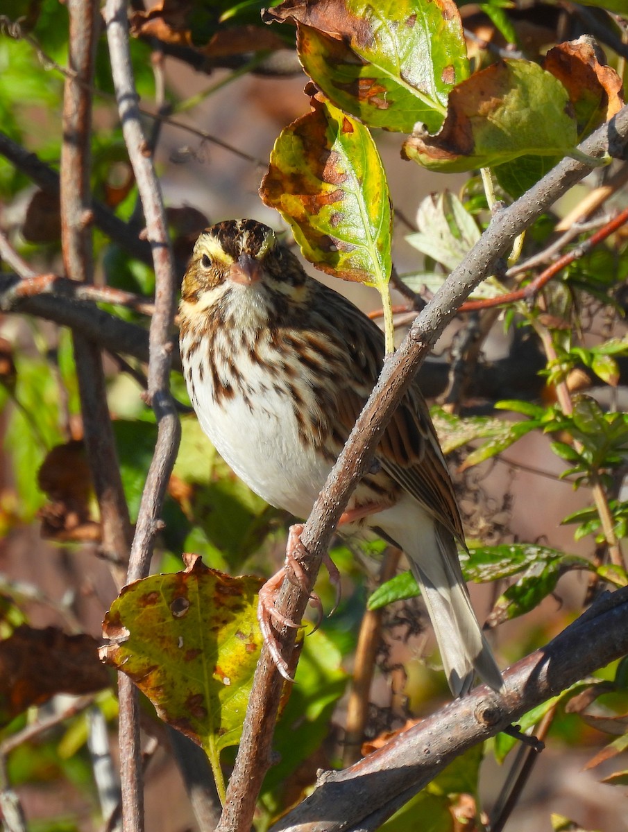 Savannah Sparrow - ML643215686