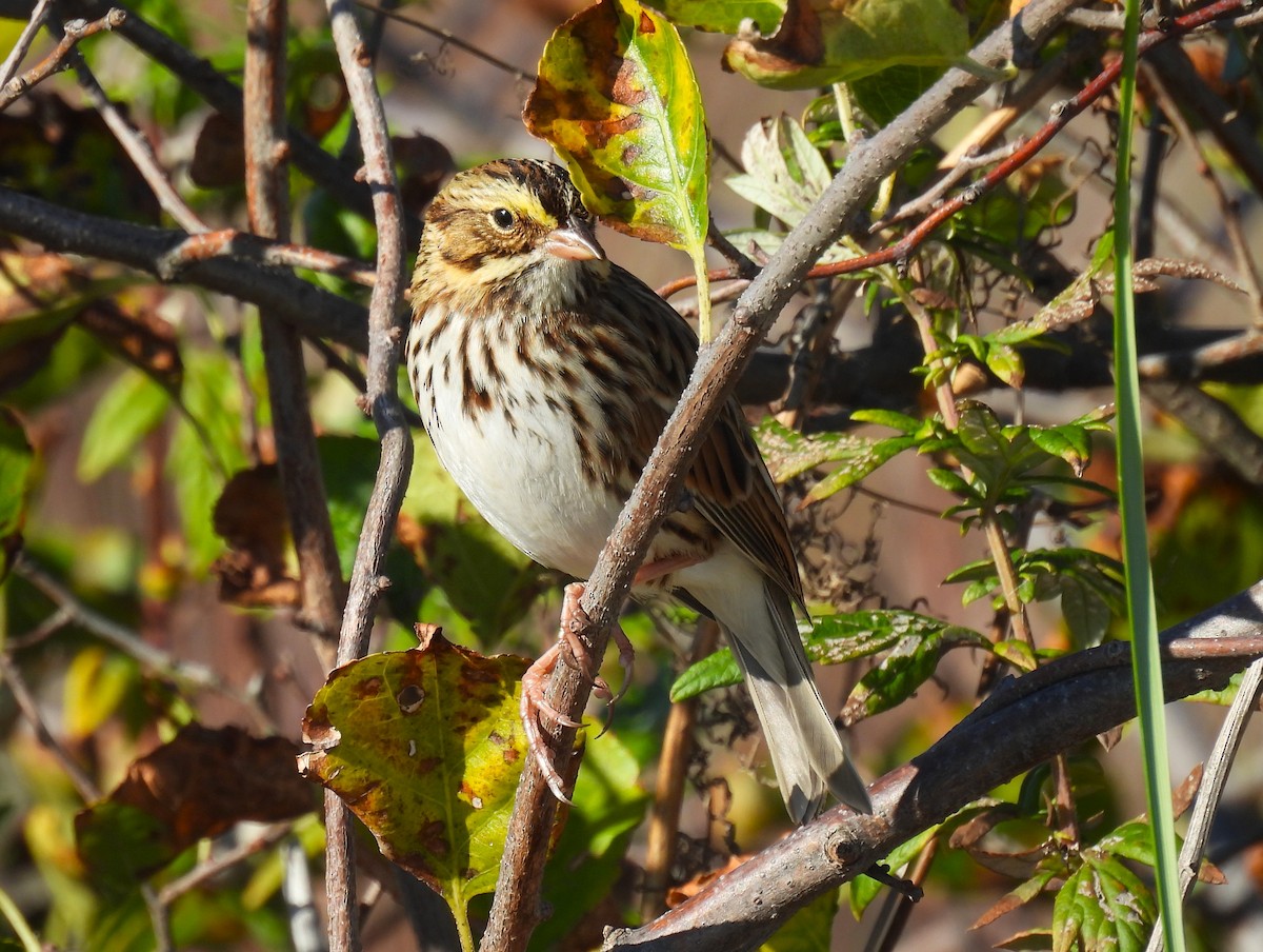 Savannah Sparrow - ML643215687
