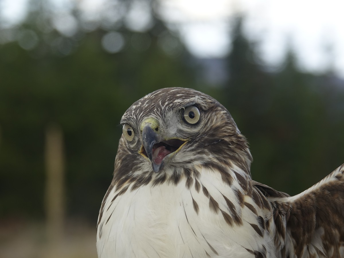 Red-tailed Hawk - ML643215688