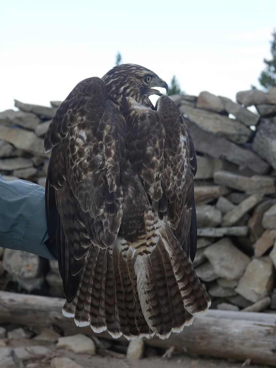 Red-tailed Hawk - ML643215689
