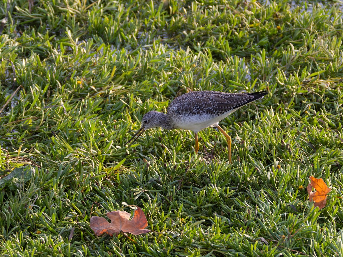 Greater Yellowlegs - ML643215690