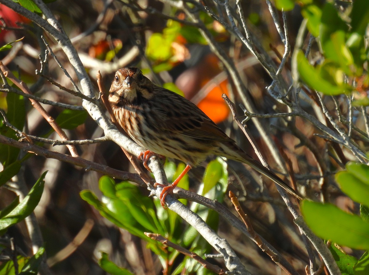 Song Sparrow - ML643215691