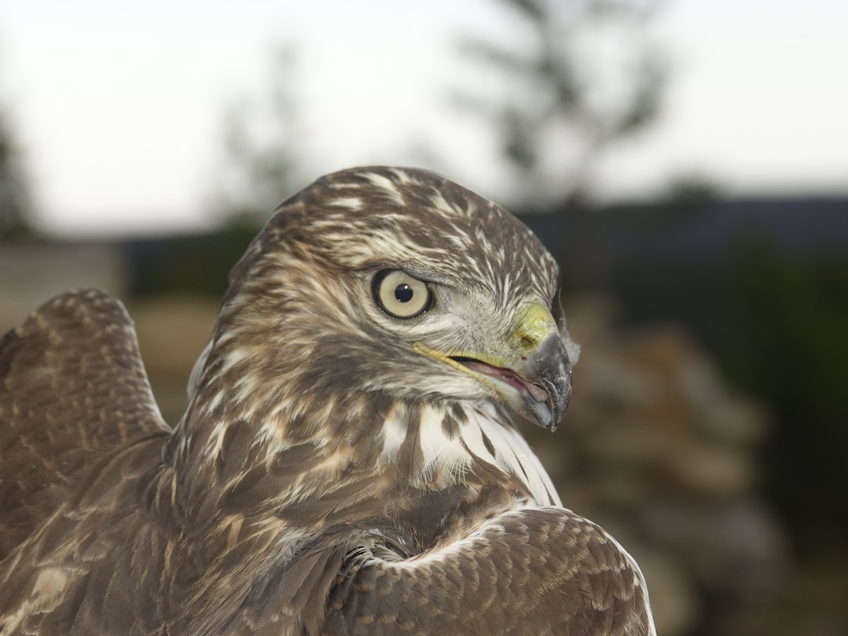 Red-tailed Hawk - ML643215692