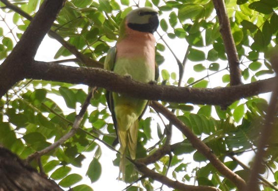 Red-breasted Parakeet - ML643215695