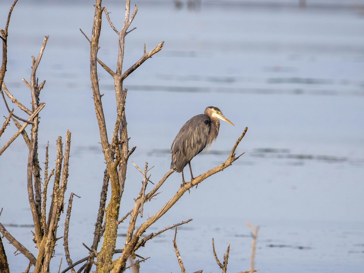 Great Blue Heron - ML643215696