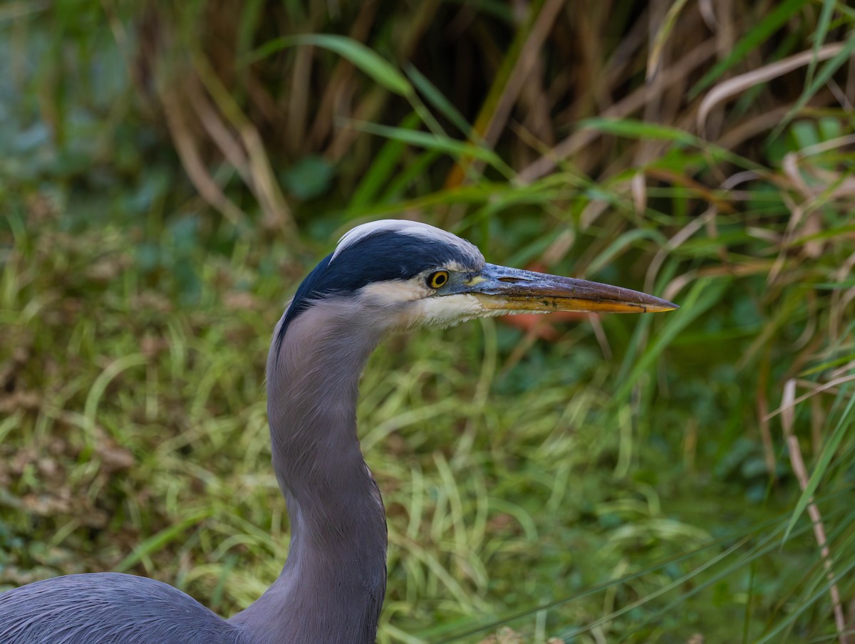 Great Blue Heron - ML643215697