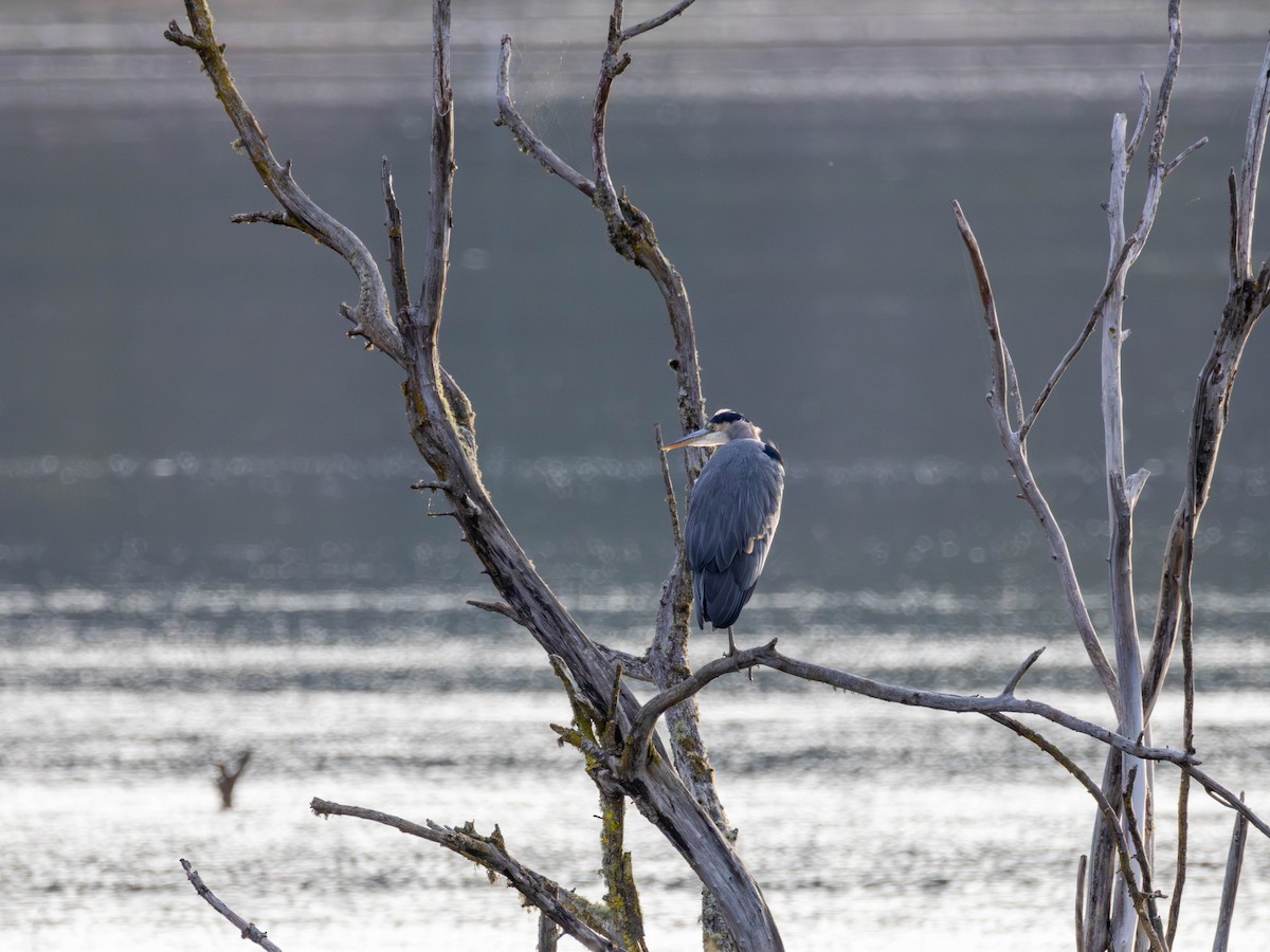 Great Blue Heron - ML643215698