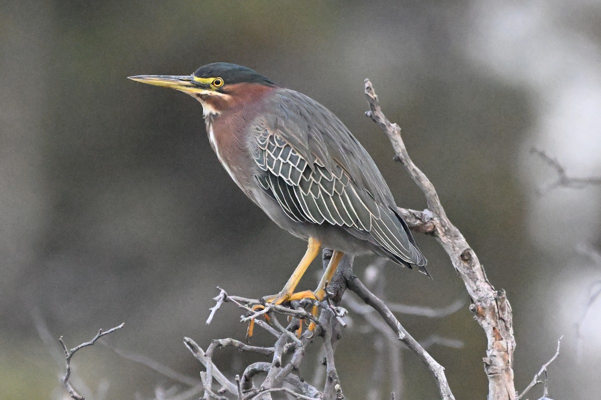 Green Heron - ML643215699