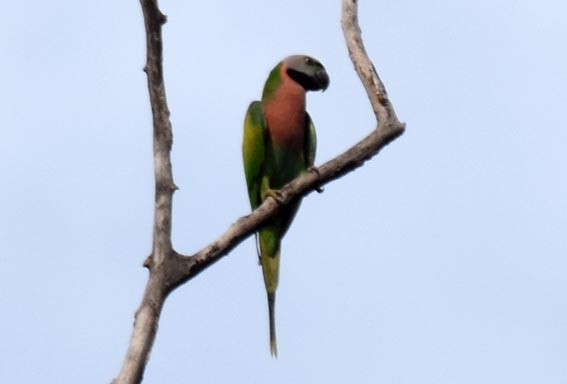 Red-breasted Parakeet - ML643215700
