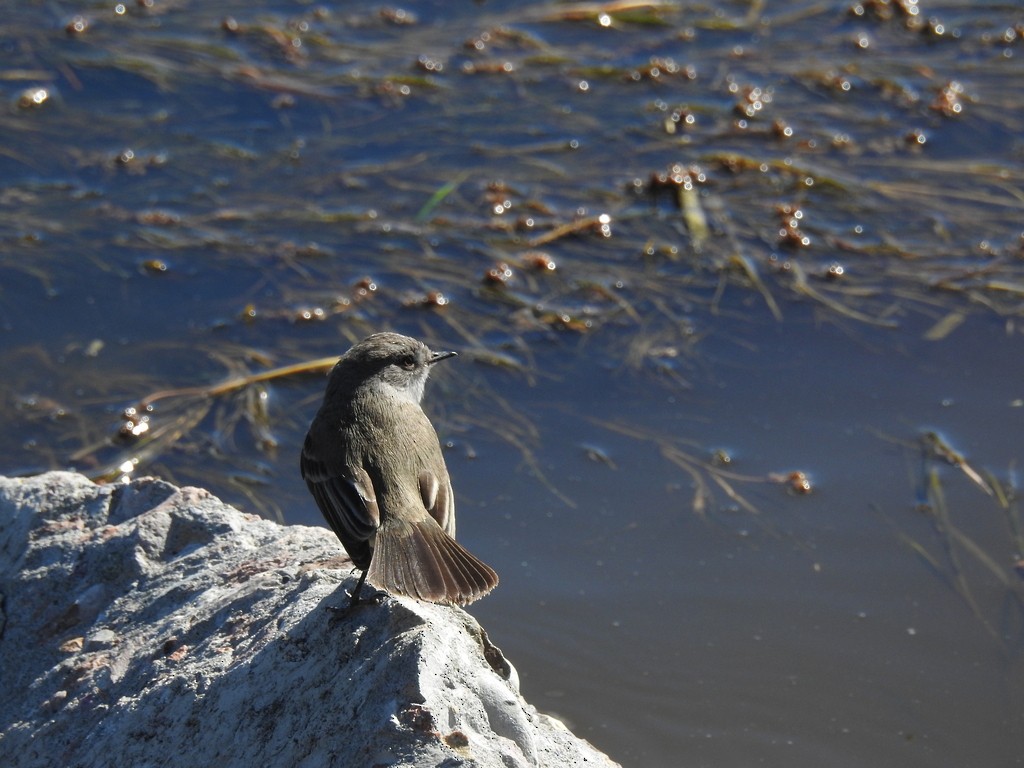 Sooty Tyrannulet - ML643215701