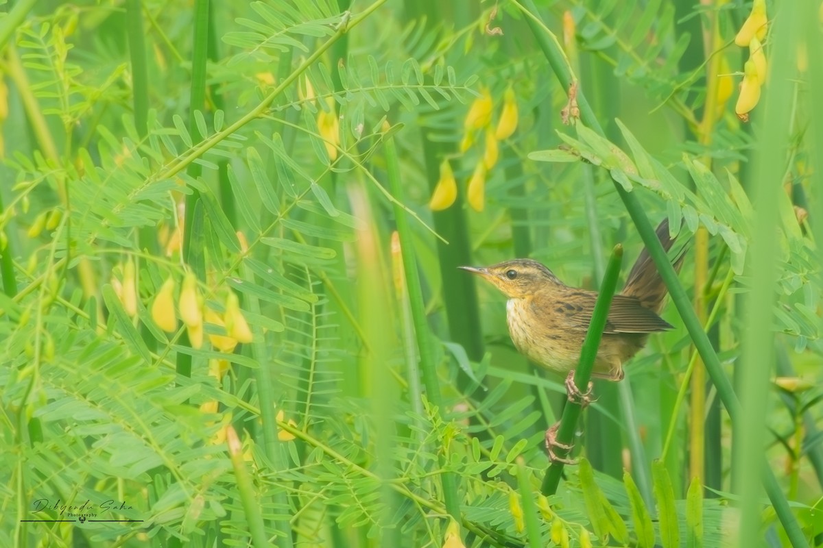 Pallas's Grasshopper Warbler - ML643215702