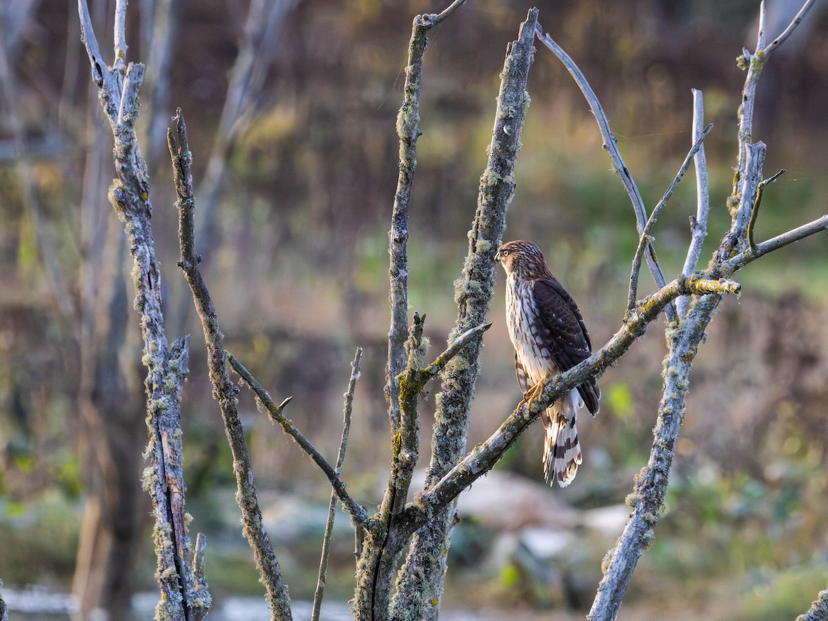 Cooper's Hawk - ML643215704