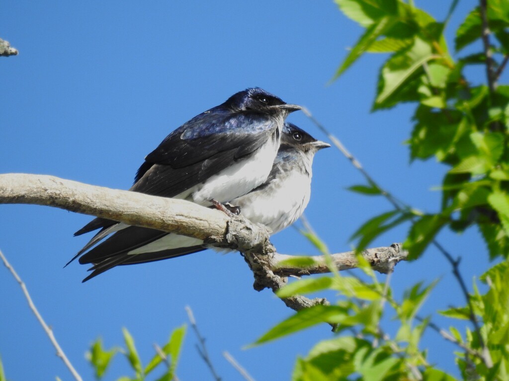 Gray-breasted Martin - ML643215705