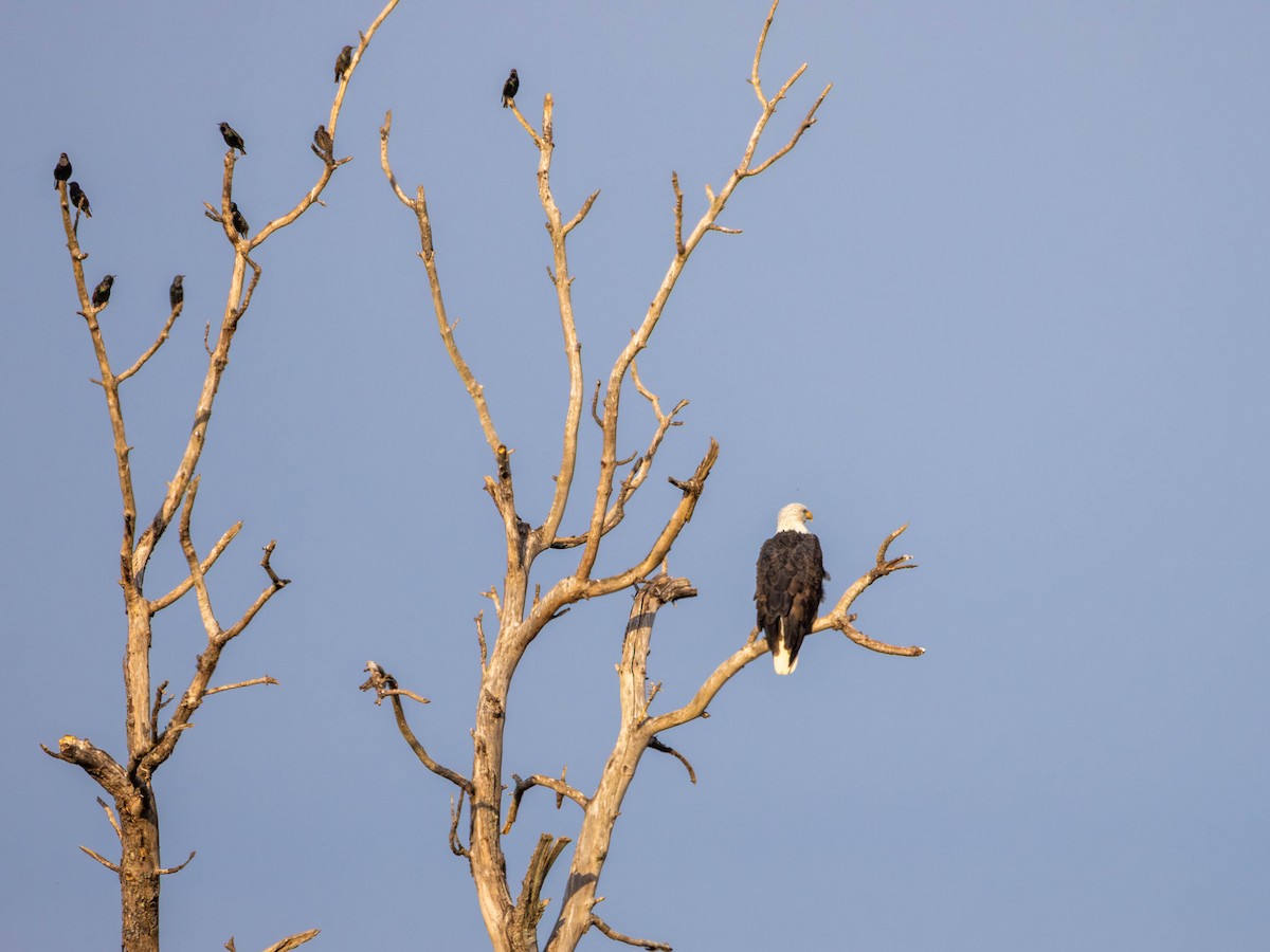 Bald Eagle - ML643215706