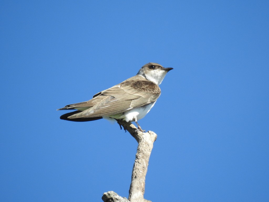 Brown-chested Martin - ML643215712
