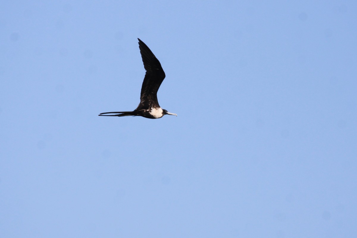 Magnificent Frigatebird - ML643215719