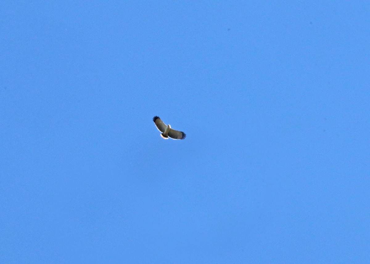 White Hawk - ML643215720