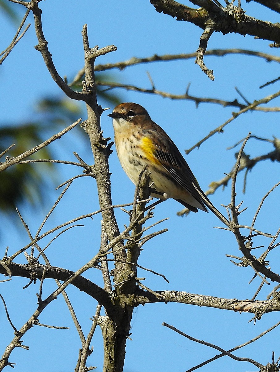 Yellow-rumped Warbler - ML643215722