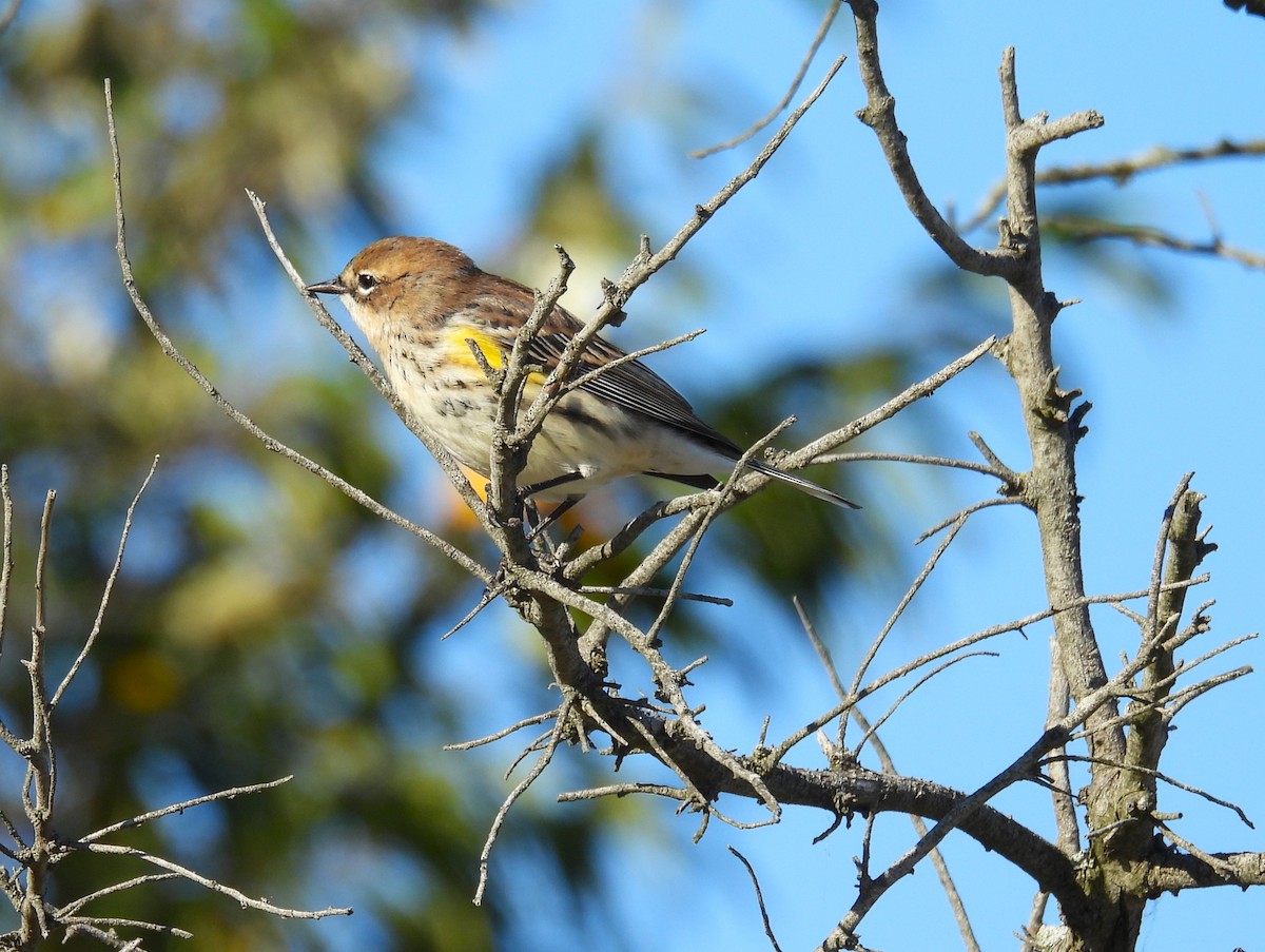 Yellow-rumped Warbler - ML643215723