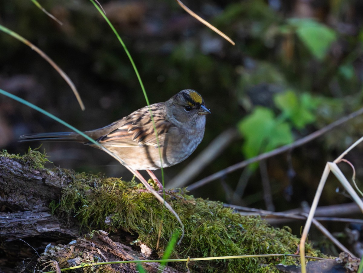 Golden-crowned Sparrow - ML643215728