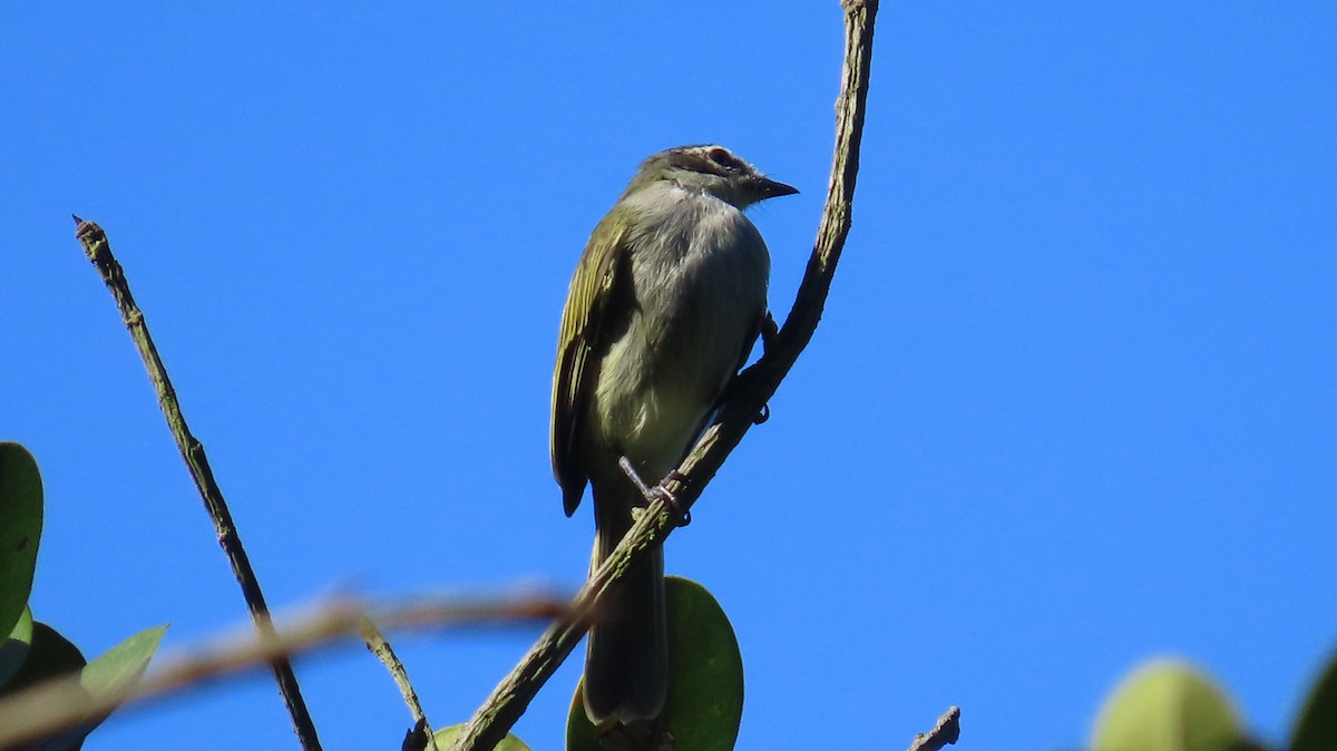 Venezuelan Tyrannulet - ML643215729