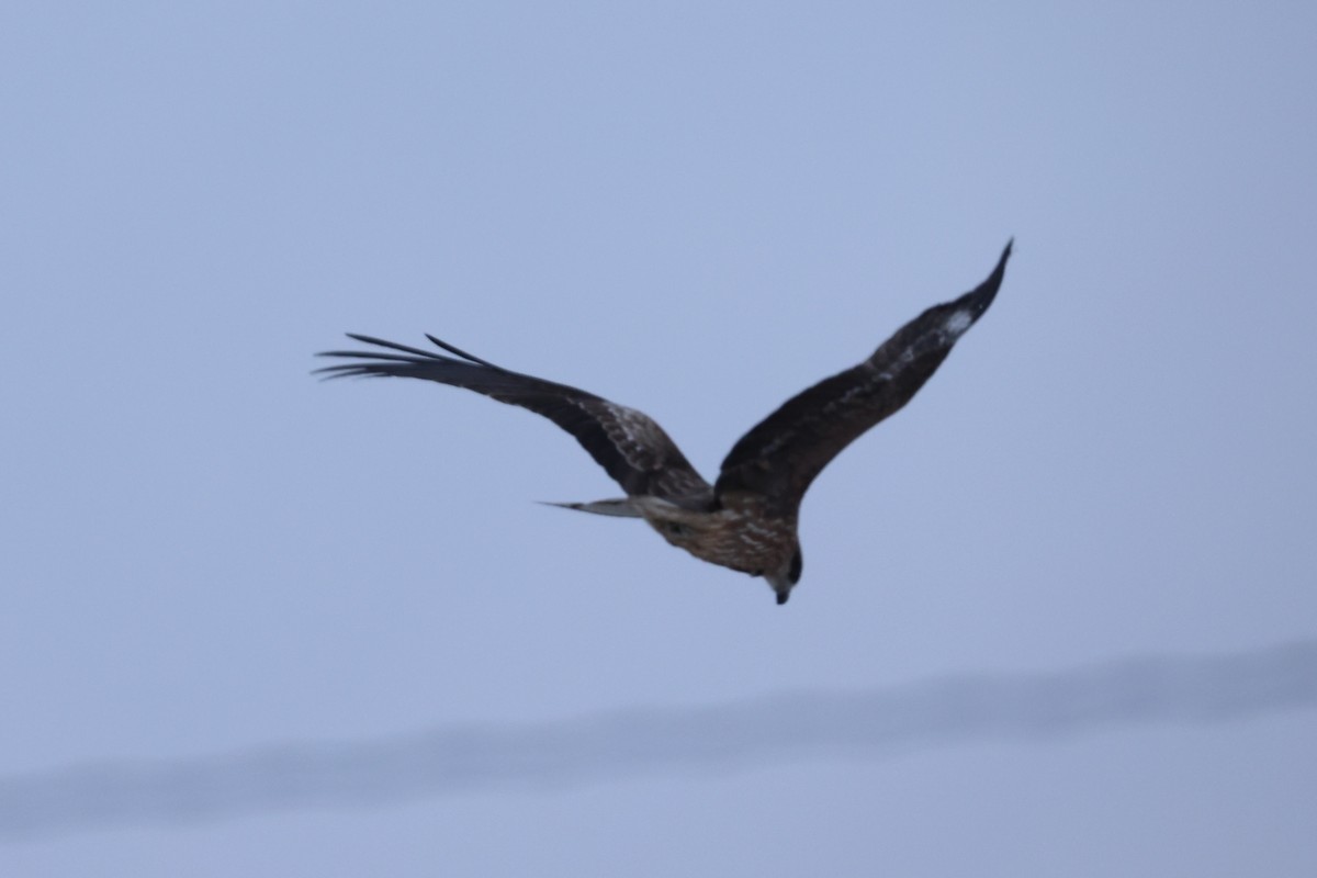 Black Kite - ML643215730