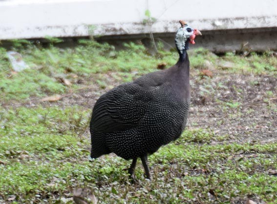 Helmeted Guineafowl (Domestic type) - ML643215732