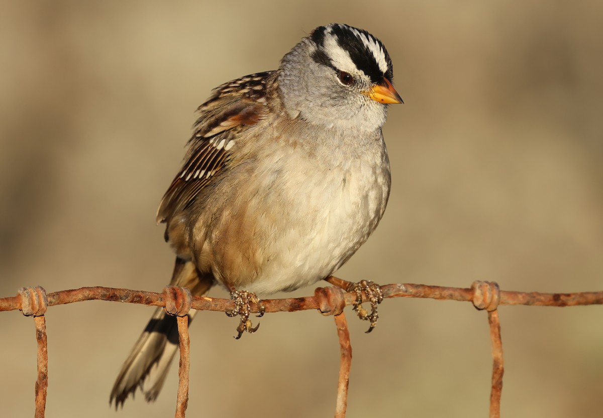 White-crowned Sparrow - ML643215734