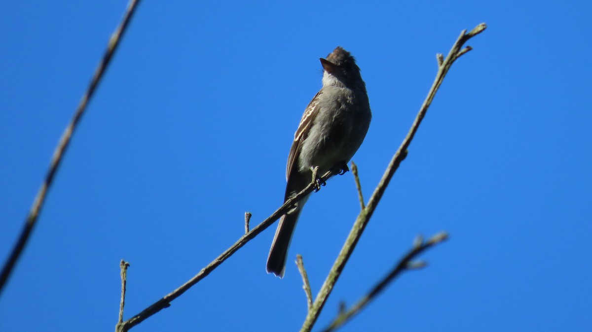 Smoke-colored Pewee - ML643215735